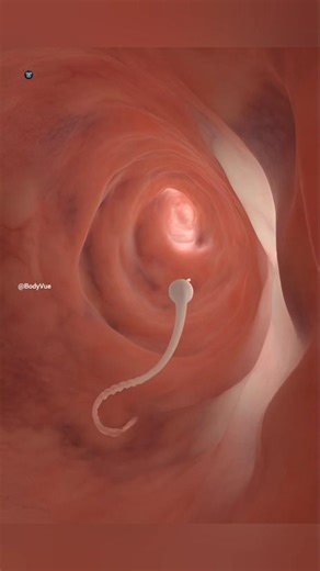 The Moment of Conception: 3D Human Fertilization Animation #fertilization #anatomy #shortvideo