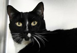 Adopt a furry friend: Munchkin