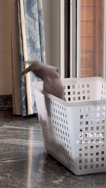 Eva, la Bulldog Francese che Combina Guai: Video Divertente