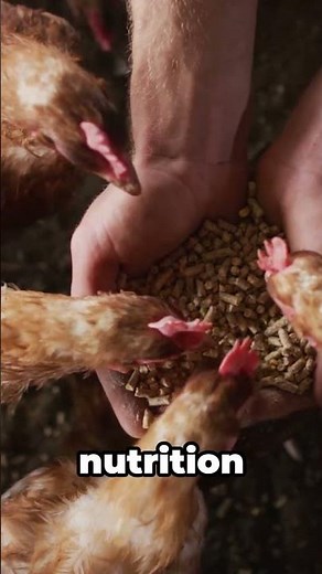 How Old Are Chickens When They Start Laying Eggs?