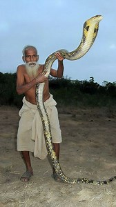 La cobra real: la serpiente venenosa más grande del mundo. | Fauna Salvaje