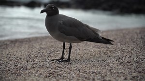 Arrived at Santa Cruz, Galapagos yesterday and saw this lava gull (Leucophaeus fuliginosus) already! The entire population lives on the Galapagos Islands where it is found predominantly on the islands of Santa Cruz, Isabela, San Cristobal and Genovesa. Previously its population was estimated at 300–400 pairs. This estimate was revised downwards to 300-600 individuals in 2015. It is currently considered the rarest gull in the world. | Bird Books & Stuff | Facebook