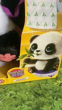 Moose Toys Little Live Pets My Baby Panda ChuChu Unboxing Later Today! #short #littlelivepets