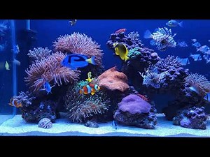 8 Hours of Relaxing Aquarium Fish – Calming Nature Video for Cats and Dogs