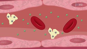 Video: Drug Distribution: Plasma Protein Binding