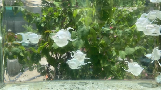 Molly pla size cối🥰#mollyfish #xuhuong #viral