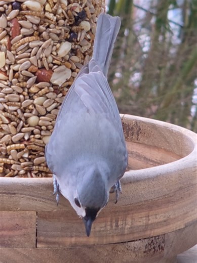 Amy's Pond ❌️ (@amyspondny)’s videos with original sound - Amy's Pond ❌️