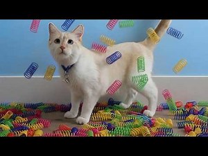 My Cat’s Secret Spring Stash EXPLODES (wait for the end!)