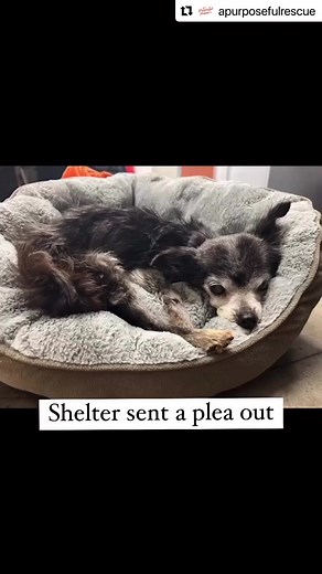 Her current state is deeply upsetting. She's emaciated, tick infested, and weak (likely anemic from ticks). We are on our way (without question)to get her. @hollersammi is taking her directly to one of our partner vets @pahredondo and we will do whatever is necessary to make her feel better. The state of our shelters and the dogs in them is deeply troubling. We must do better. we are coming! Hang tight ❤️ | A Purposeful Rescue