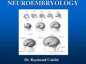 Neuroembryology and Development of the Nervous System - SlideServe