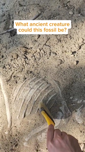 2.1K views | What exactly are fossils? 樂練 Fossils are clues that tell the stories of plants and animals that lived millions of years ago. They are the preserved remains or imprints of ancient creatures. Channel your inner paleontologist at the Fossil Dig exhibit! What ancient creature could this fossil be? #fossils #dinosaurs #trilobite #paleontology #museumexhibit #archaeology #sciencemilltx #texas | Science Mill | Facebook