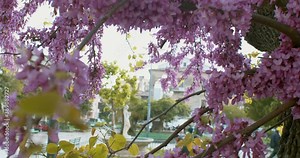 View of flowers of the Cercis siliquastrum tree called Judas tree or Judas-tree
