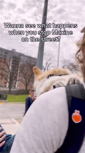 This girl’s reaction is one of my all-time favorite Maxine moments… | Maxine the Fluffy Corgi