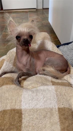 Cute Chinese Crested Dogs on TikTok