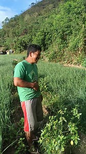 409K views · 2.5K reactions | January 11 2025 Demo farm using mixing organiko Part 3 | Sir'c Organiko Fernandez | Facebook