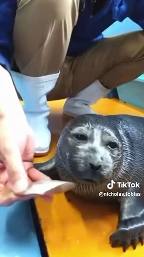 Niko’s Pitiful Seal Cries Compilation 🦭