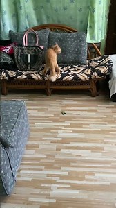 mr. maple play time #cat #cute #mrmaple #mepuru