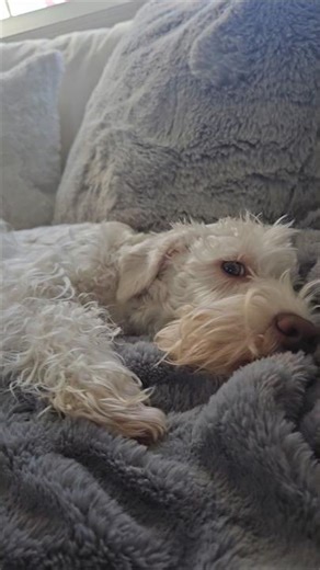 so cute #puppy #pets #animals #shorts #youtubeshorts #dog #fyp #viral