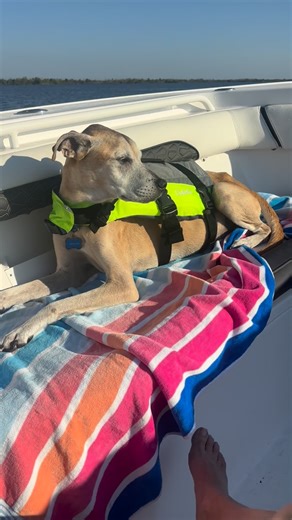 Dana Luongo Albury on Instagram: "2025 Christmas in Matlacha Fl#matlacha"