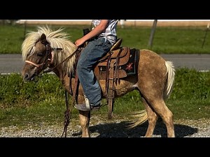 TSP LOT# 2051 - Stud - Pony - 5 YO - 38 inches - $875
