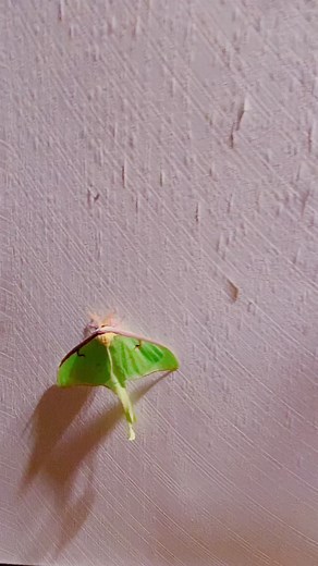 Taylor Lynn (@dappersnowflake)’s videos with original sound - Taylor Lynn