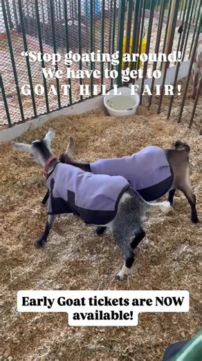 The @goathillfair is coming up soon. Early Goat tickets are now available and the event is happening on October 31st and November 1st. Yes, The first day is Halloween and some of us are dressing up! These the goats are fighting over “who wore it best!” This event is at the Santa Cruz County Fairgrounds, and it’s promoted by the @aghistoryproject Follow both Goat Hill Fair, and the Agricultural History Project for more info. We will be there in our usual space as you enter the Crosetti Bldg. | At