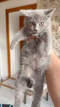 The evolution of three wild kittens! #cat #catlover #wildcat #kitten #catsocialization