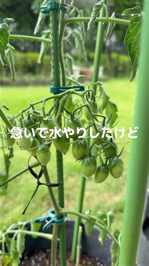 水やり3日間忘れた･･･！プランターでミニトマト栽培。#トマト栽培 #ベランダ菜園 #プランター菜園 #ミニトマト