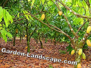 Prática de jardim: Cacaueiro, Cacaueiro - Cultivo, Plantio E Cuidado | 2025