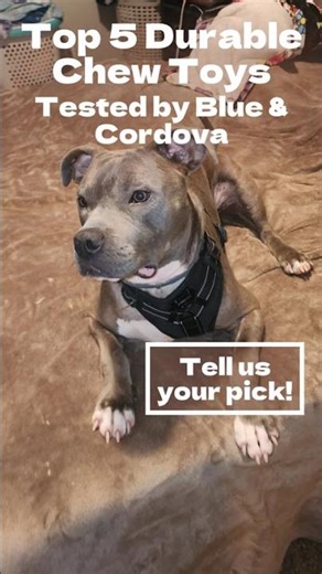 We Tested the Most Durable Chew Toys