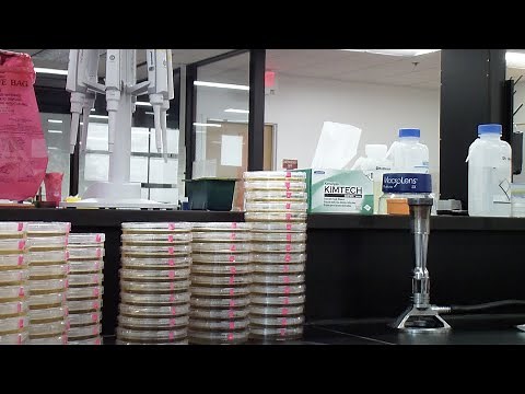 Preparing agar plates in the Microbiology laboratory