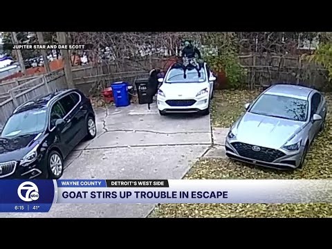 Man jumps onto car roof after goat gets loose in Detroit neighborhood