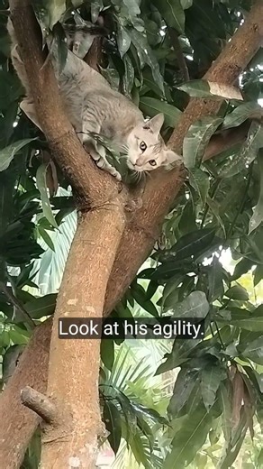 cat climbing up the tree #cat video
