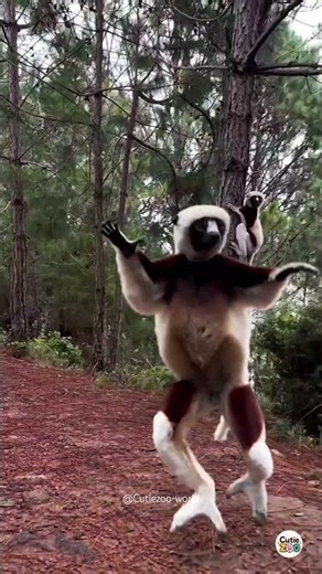 Madagascar's Best Dancer 😂🐒🕺#lemur #madagascar #dancinglemur #animals #shorts #cutiezoo