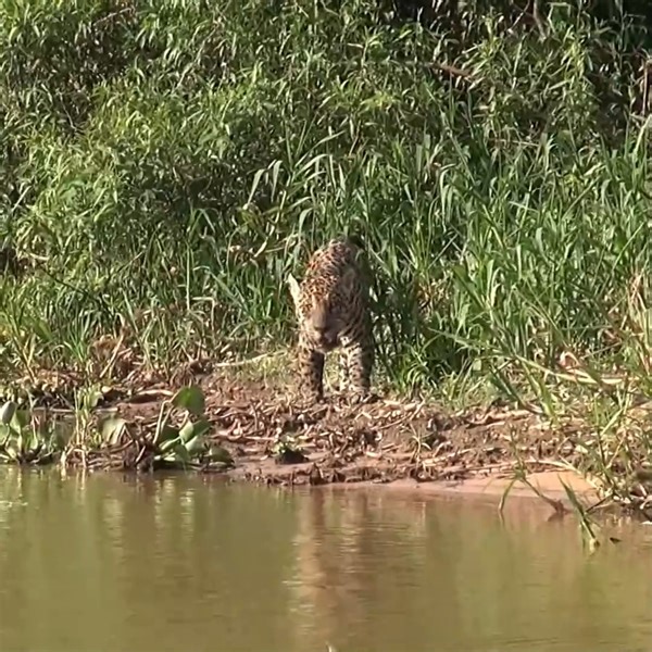 776K views · 9.1K reactions | Mick Jaguar Goes Hunting in the Pantanal, Brazil | Amazing Animals | Facebook