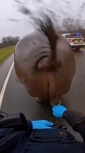 Police came to clear the road… hippo cleared the air instead 💨🚔😂 #USAFunnyReels #USAReels #TrendingInUSA #ViralInUSA #FunnyWildlife #HippoMoments #WildlifeComedy #AnimalLaughs #LOLAnimals #UnexpectedWildlife #RoadBlockWildlife #AnimalBehavior #AIWildlifeVideo #AIVideoCreator #FBReels | Bark Buddies