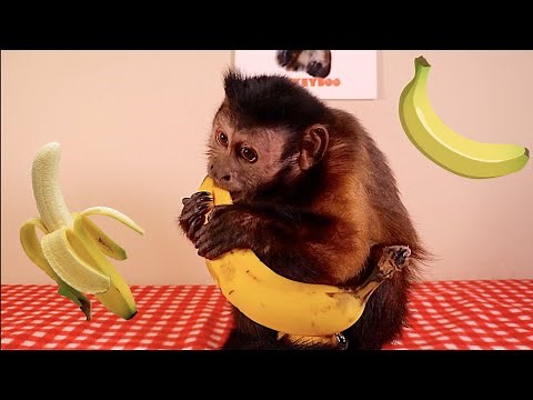 Monkey LOVES Banana!