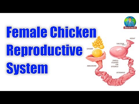 Female Chicken Reproductive System/Parts of Chicken Reproductive System/World of Poultry