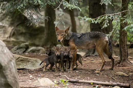 Conserving North Carolina’s Red Wolves | North Carolina Zoo