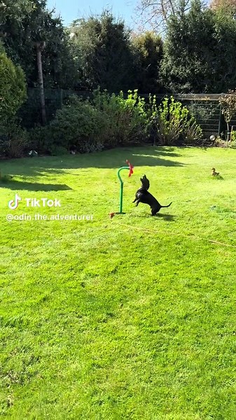 Odin (@odin.the.adventurer) - Summer Water Games with Happy Dachshund Puppy