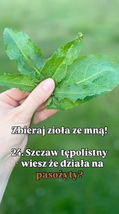 🍃 Jak wygląda?To roślina o dużych, szerokich liściach, wyraźnie żyłkowanych, z lekko zaokrąglonymi końcówkami – stąd nazwa „tępolistny”.Dorasta do około metra wysokości. Kiedy kwitnie, wypuszcza wysoką łodygę z drobnymi, zielonkawo-brązowymi kwiatami, które później zamieniają się w brunatne nasiona.🌱 Co zbierać?W ziołolecznictwie wykorzystujemy:– liście (najlepiej młode, przed kwitnieniem)– korzeń (późną jesienią lub wczesną wiosną)– nasiona (latem, gdy dojrzeją i zrobią się ciemne)Każda część