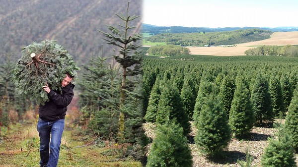 The Astonishing Efficiency of Helicopter Christmas Tree Farming