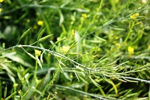 Mustard Seed and Oil: Benefits, Types, Usage, Side Effects, Research