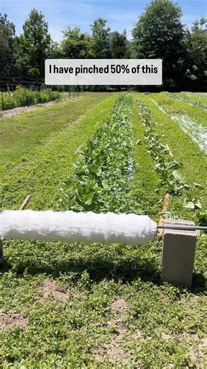 Your Flower “Insurance Policy”! A cost-effective alternative to support flowers with long stems or heavy heads. We install netting in our cutting gardens. This allows the plants to grow through the netting and gives the most effective support. Lightweight 6”x 6” openings White plastic mesh Easy to install Resistant to UV rays Rust and rot-proof Comes with instructions Reusable from season to season Available in four different lengths, it’s easy to cut to size for your beds. Rest assured that you