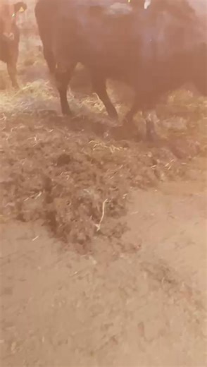 👀Look at these crackers for Friday's sale of stirks! A great entry of suckler bred cattle well worthy a look down. For enquiries contact Paul Gardner on 07552 589141 | Penrith & District Farmers Mart