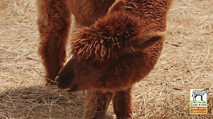 Our alpacas are enjoying an afternoon hay snack on this sunny day! | Long Island Game Farm - Wildlife Park & Children's Zoo