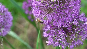 Une abeille butine sur une fleur allium, 480fps ralenti X8/59,94fps