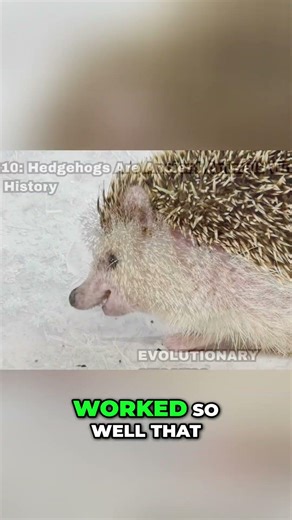 Hedgehogs: 15 Million Years of Evolutionary Success #shorts