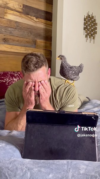 How to train an emotional support chicken. #diy #chickens #chickentok #fyp #fy