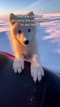 Beautiful Arctic Wolves Moments #wolf #wolves #shorts